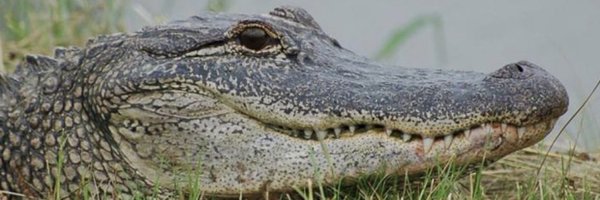 gaetormom Profile Banner