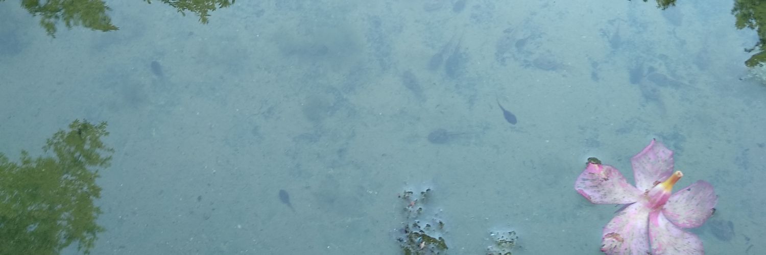 CAIRDuragon's profile banner image