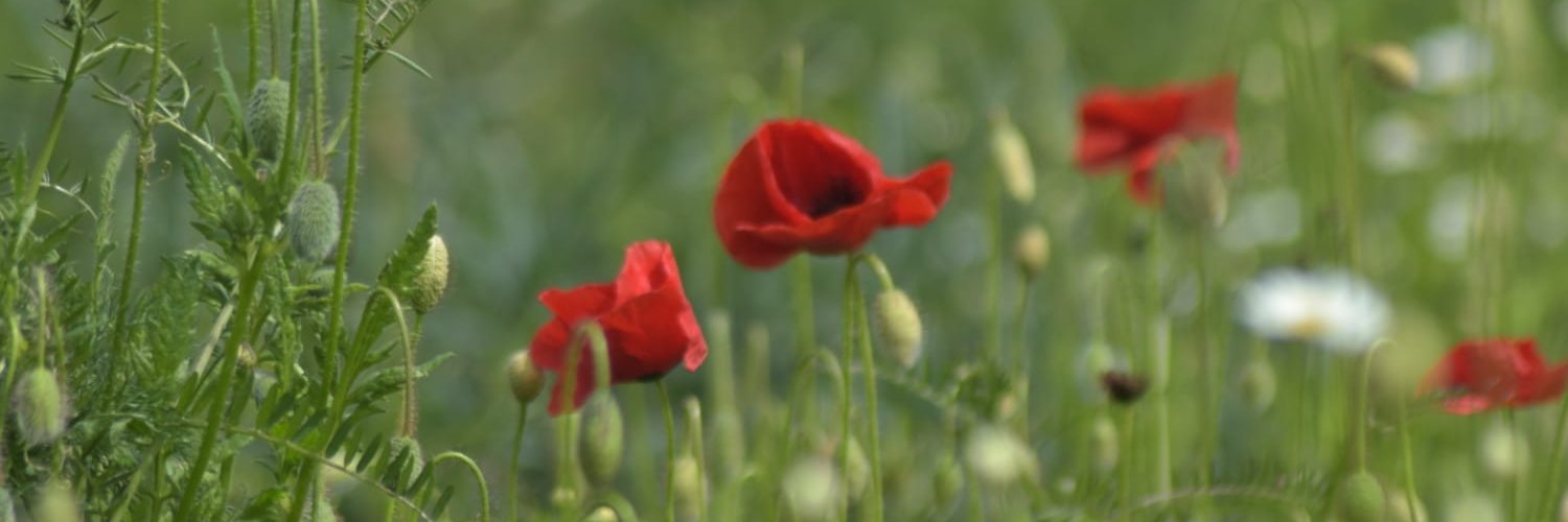 c_constantin's profile banner image