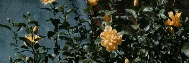 PewksIsTrying's profile banner image