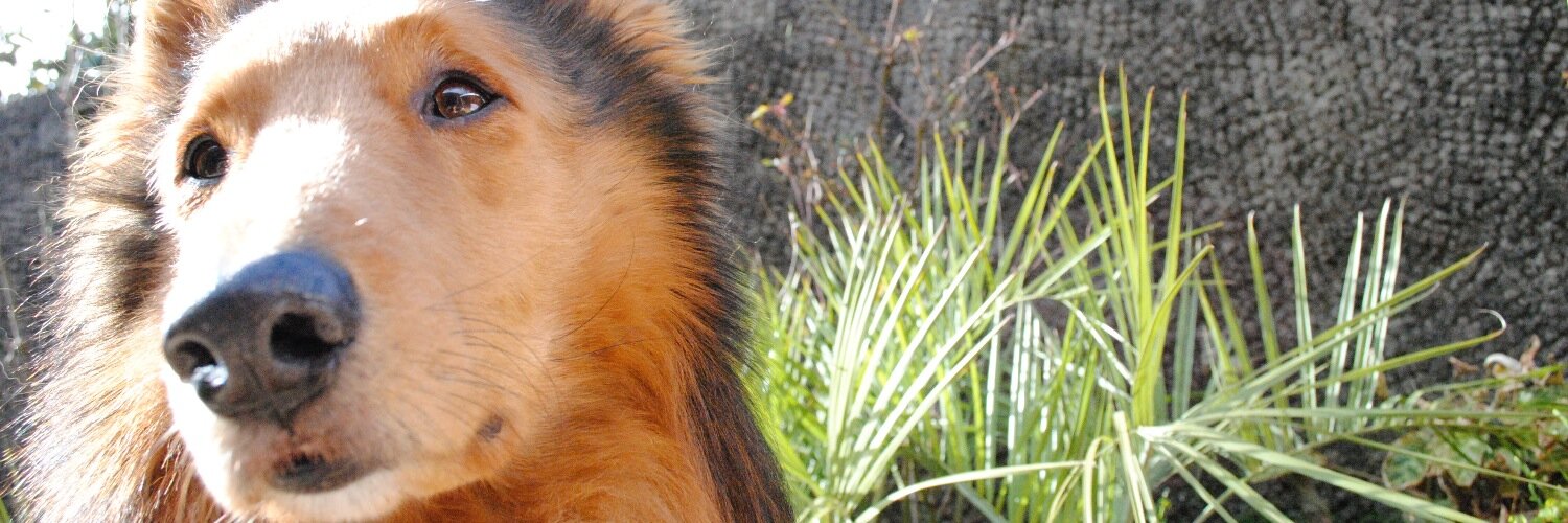 neloCanobra's profile banner image