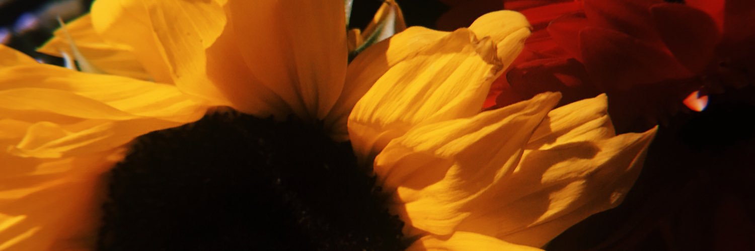 aliiwilliamss's profile banner image