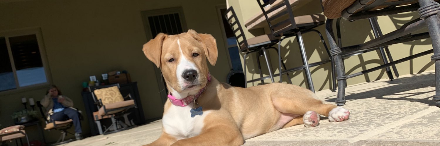 MaddieMeesch's profile banner image