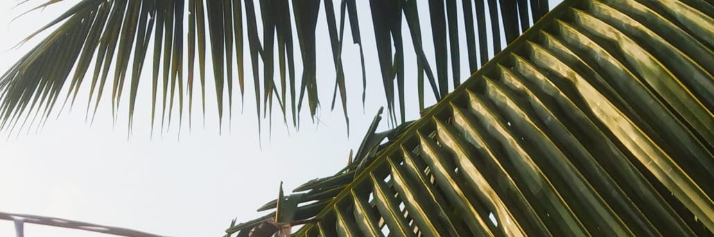 Monideepa Banerjie banner