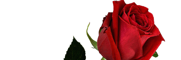 boky_tender's profile banner image