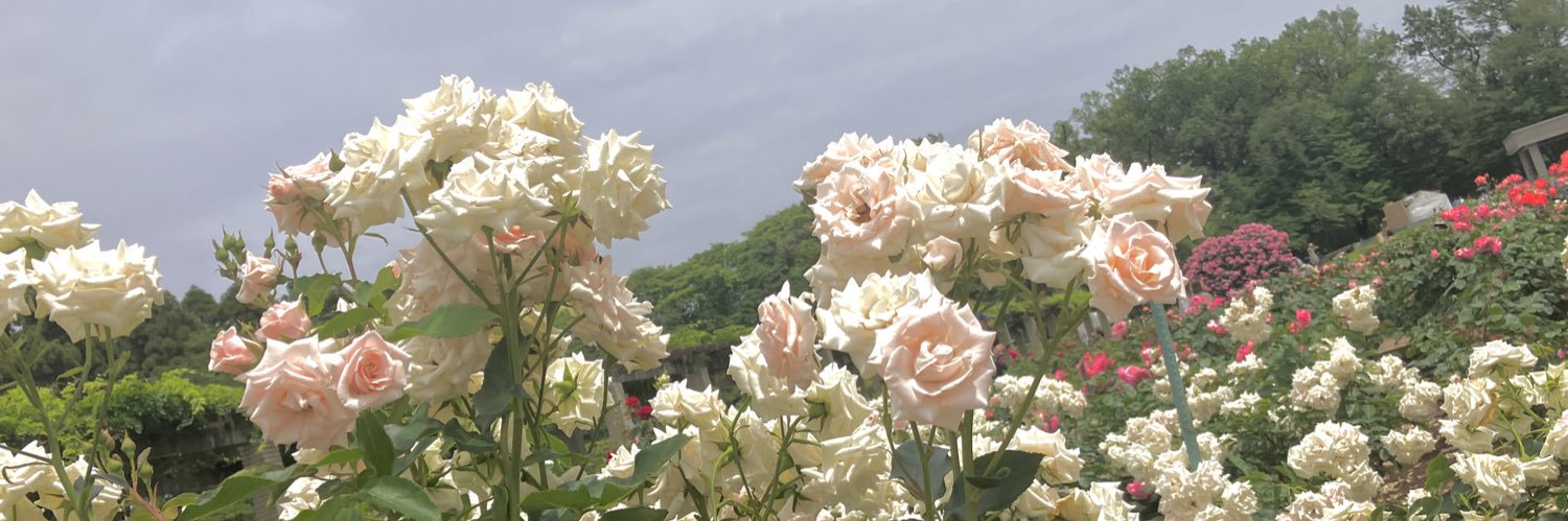 wan4fu2's profile banner image