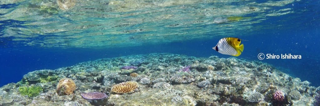 Shiro Ishihara banner