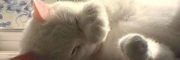 prevmist's profile banner image