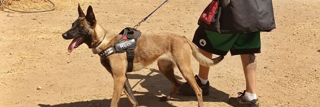 Malinoischamps's profile banner image