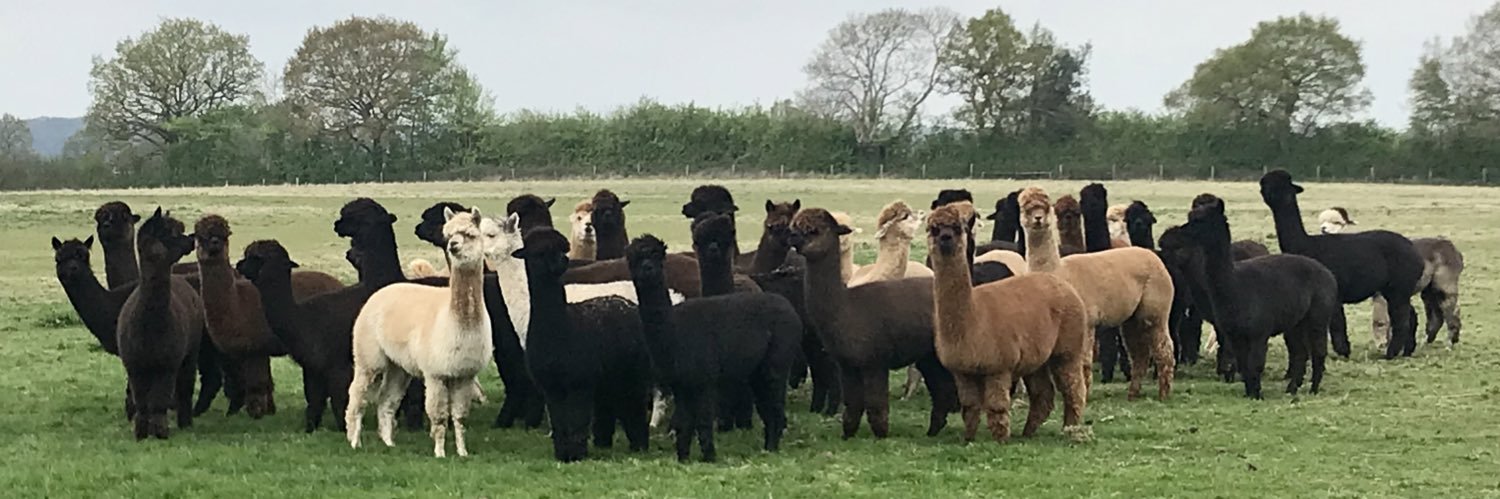 Helen Macdonald 🇺🇦🖤💜🖤 banner