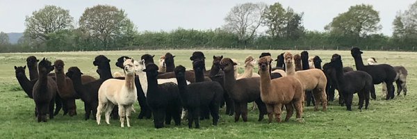 alpacapower Profile Banner