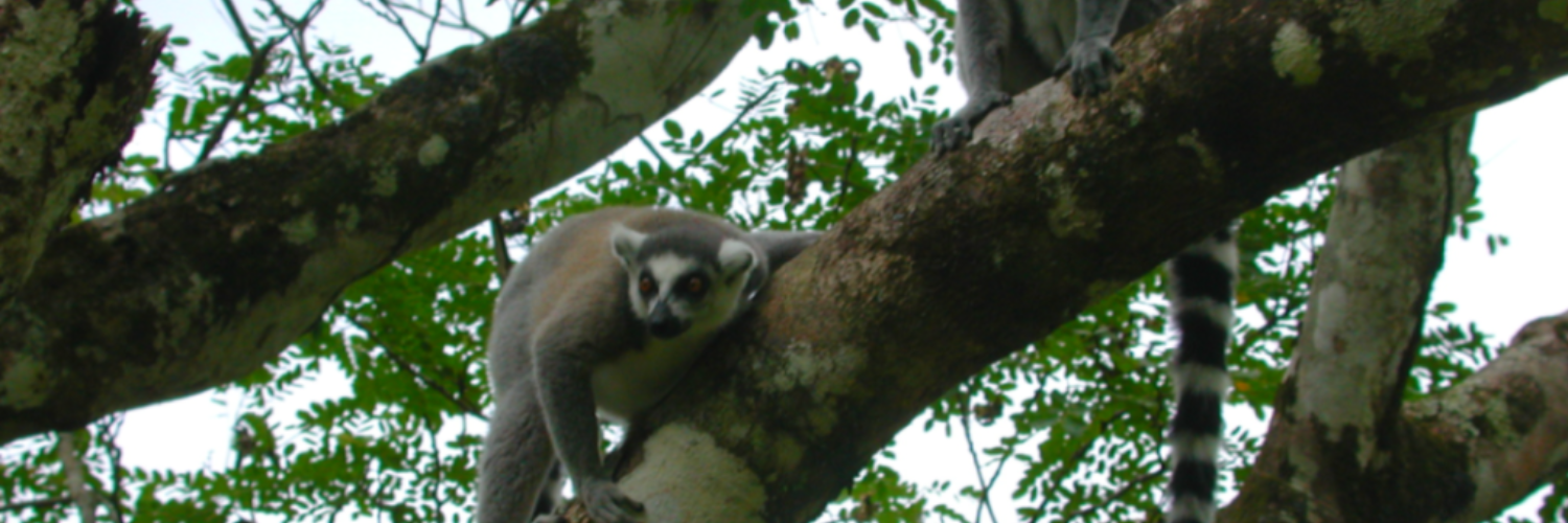 Diane Cerchio banner