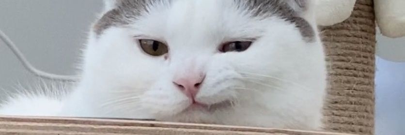 paatuay's profile banner image