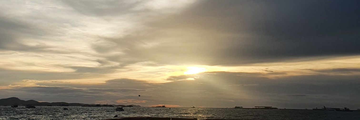 prim_P A W 🐾 banner