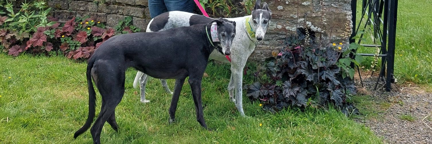 Milli Moo & Mister Tom 🌈 banner