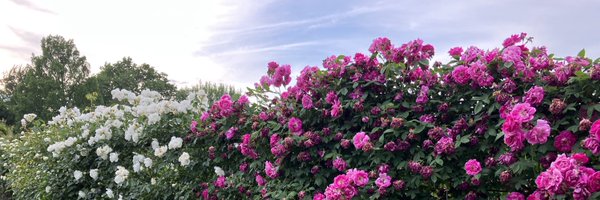 debpolun Profile Banner