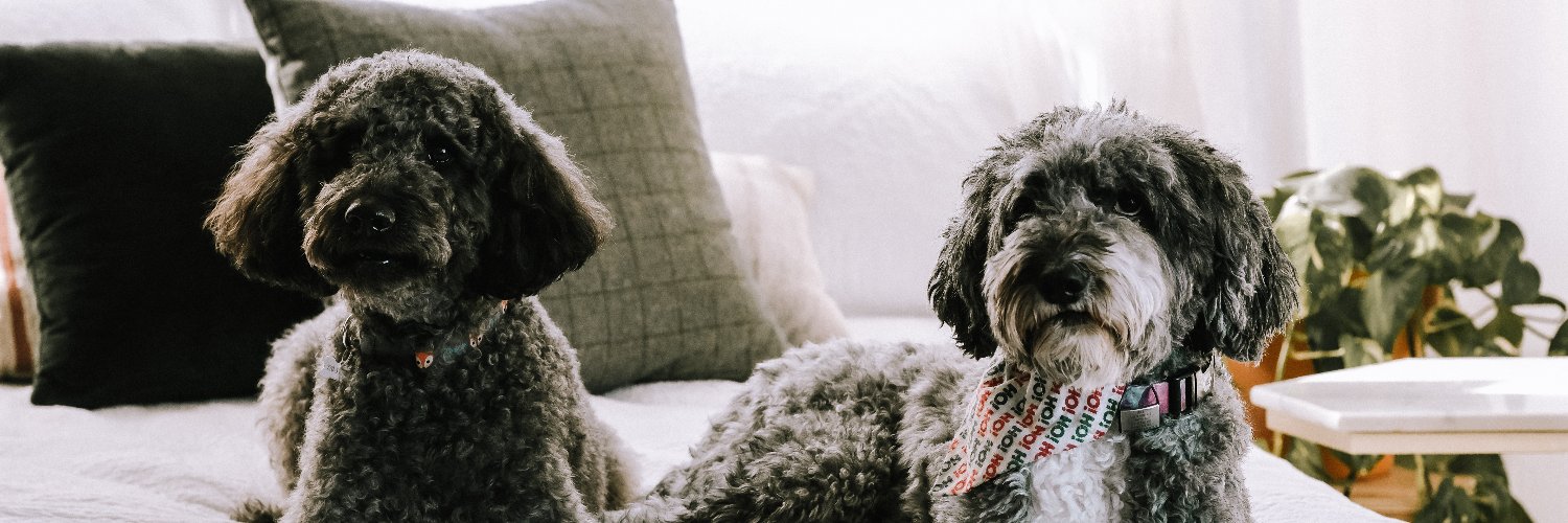 Bites with Bre banner