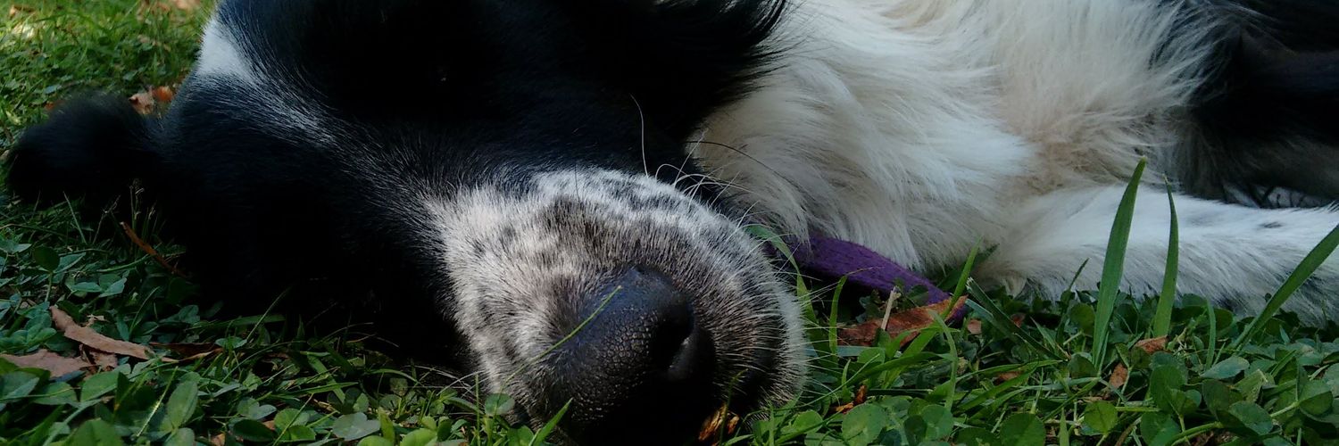 CamiArruti's profile banner image