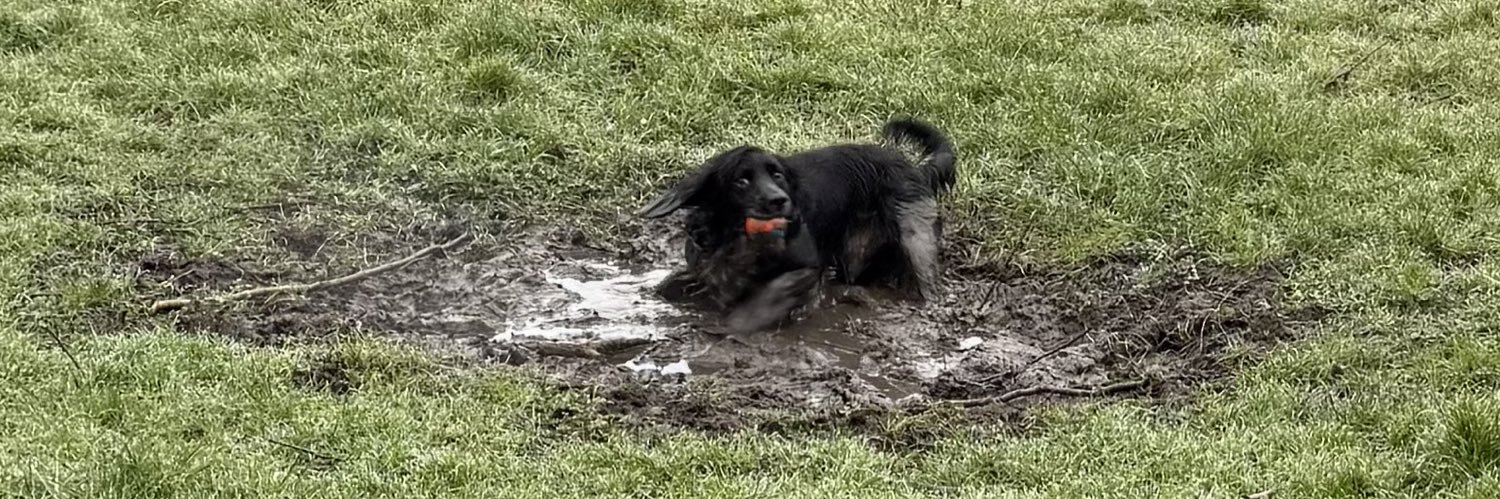 🔰Steve Buckley🔰 banner