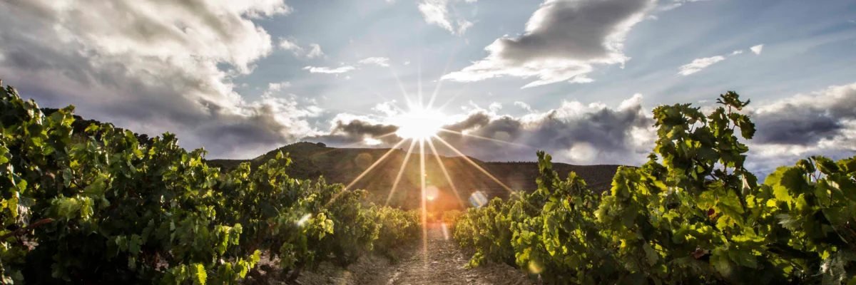 BodegasZugober's profile banner image