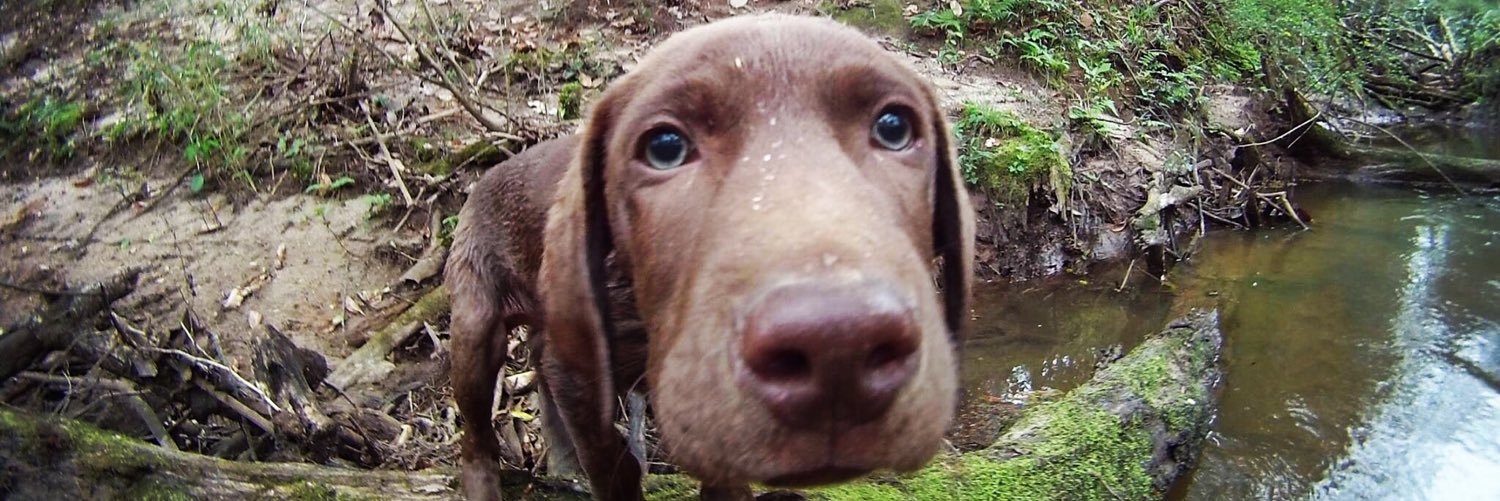 SladadowskiZ's profile banner image