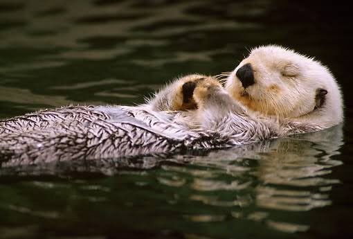 猟虎@Google+民 banner