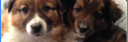 RealFrankBass's profile banner image