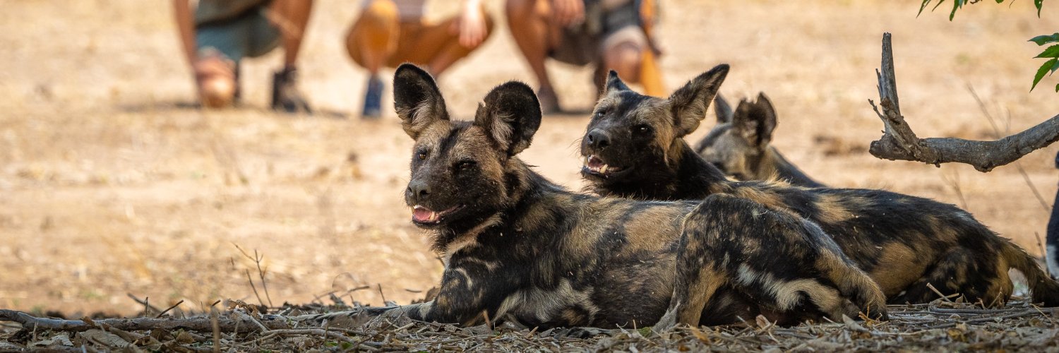 Robin Pope Safaris banner