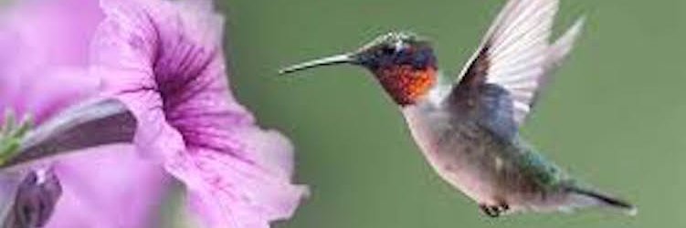 TheeHummingbird's profile banner image