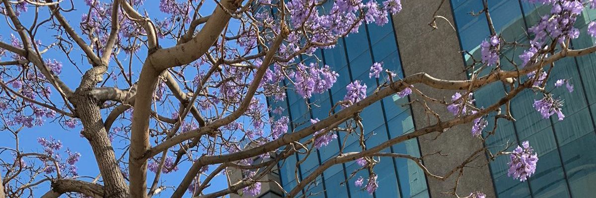 smtmsicry's profile banner image