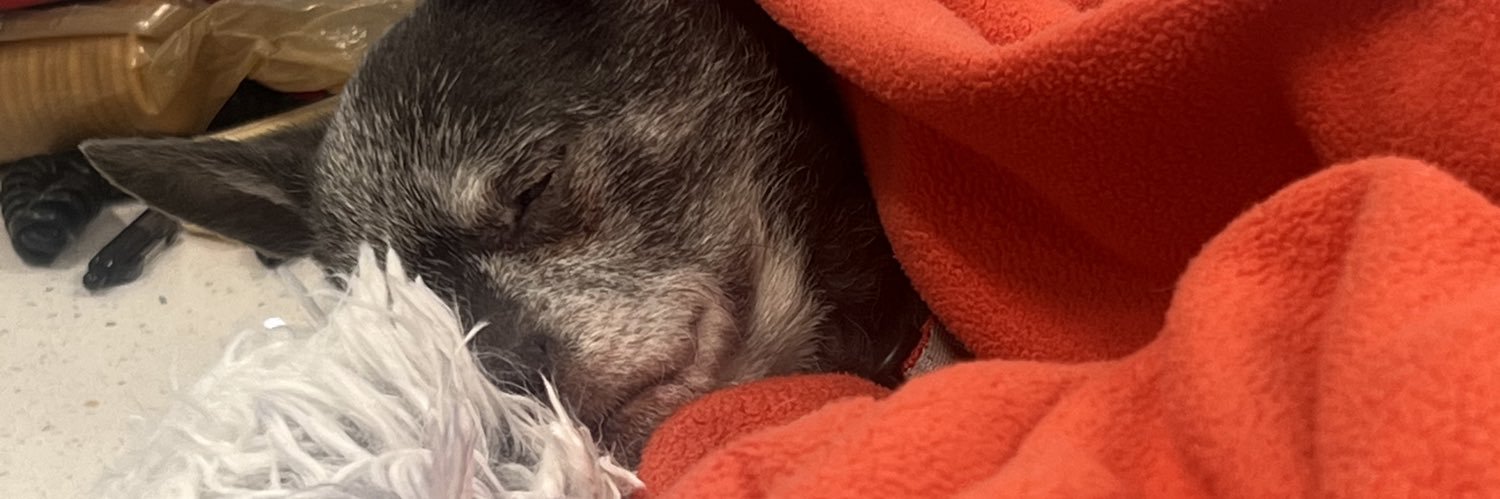 PinkBunnyMafia's profile banner image