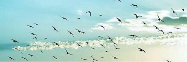 sfuhaid1's profile banner image