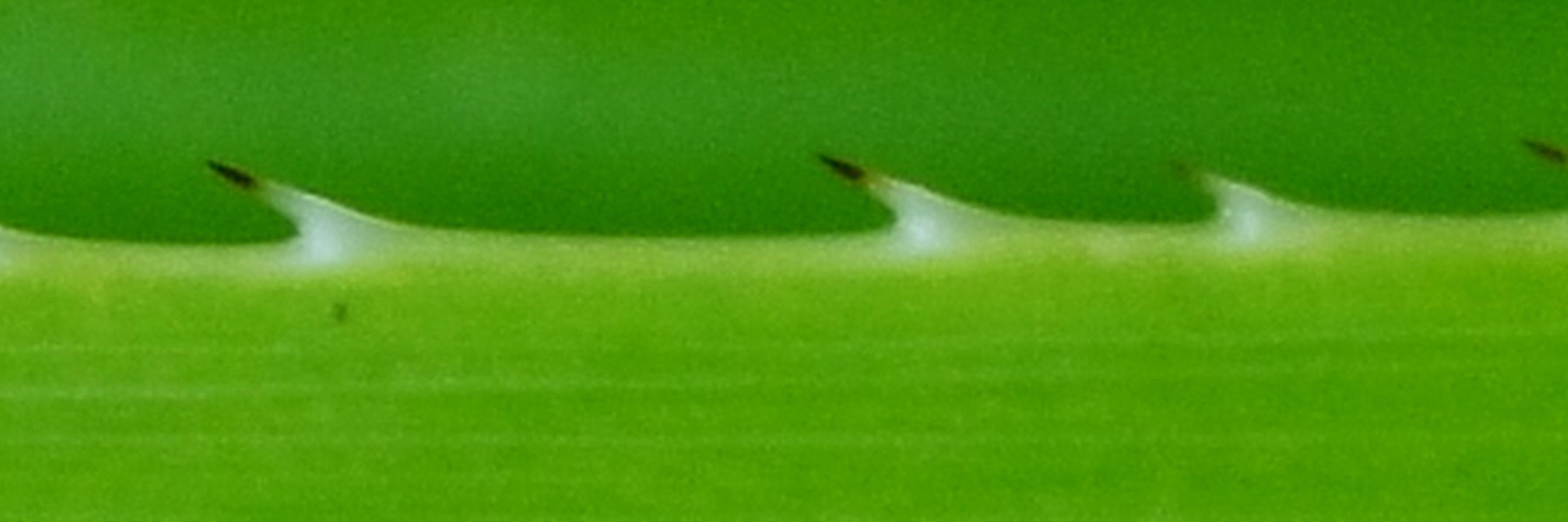 tiaguata's profile banner image