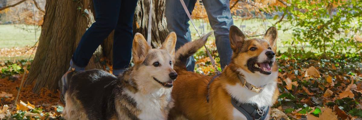 𝔠𝔥𝔢𝔩𝔰𝔢𝔞 ☾ banner