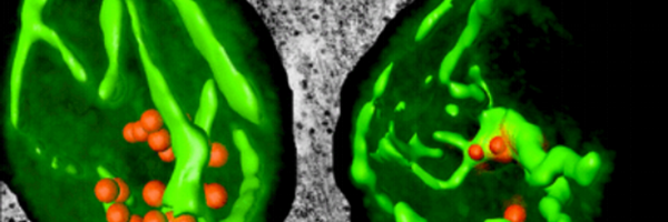 mbiojournal Profile Banner