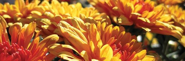 Nolianae's profile banner image