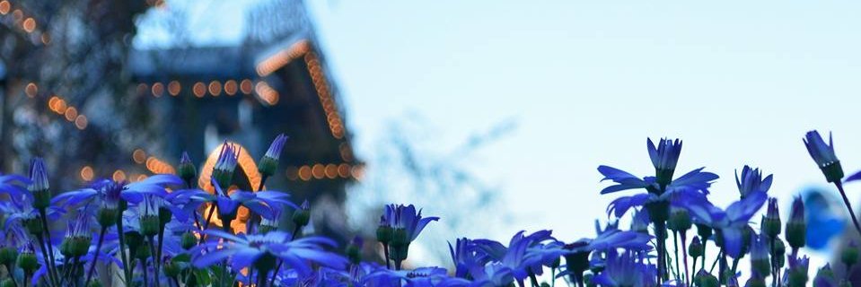 EpicDisneyGirl's profile banner image