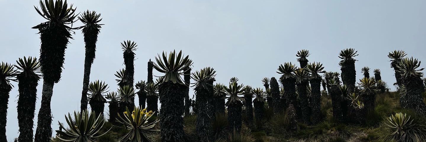Alias_Pato's profile banner image