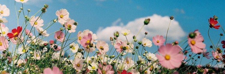 paigechamblin's profile banner image