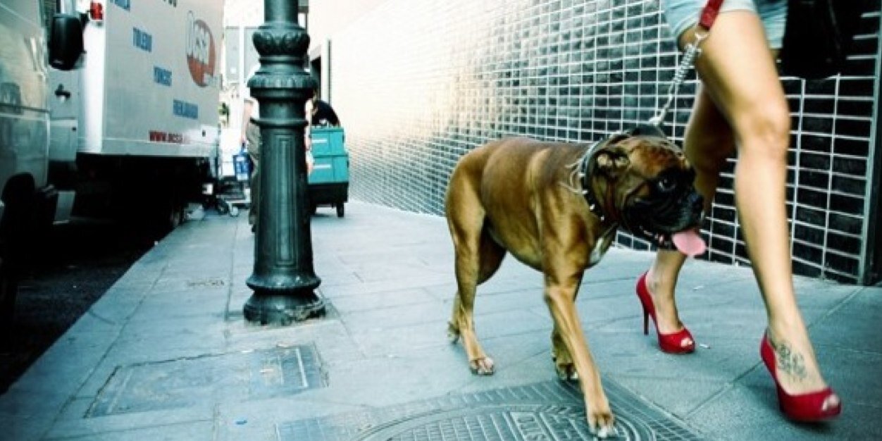 CitywidePets's profile banner image