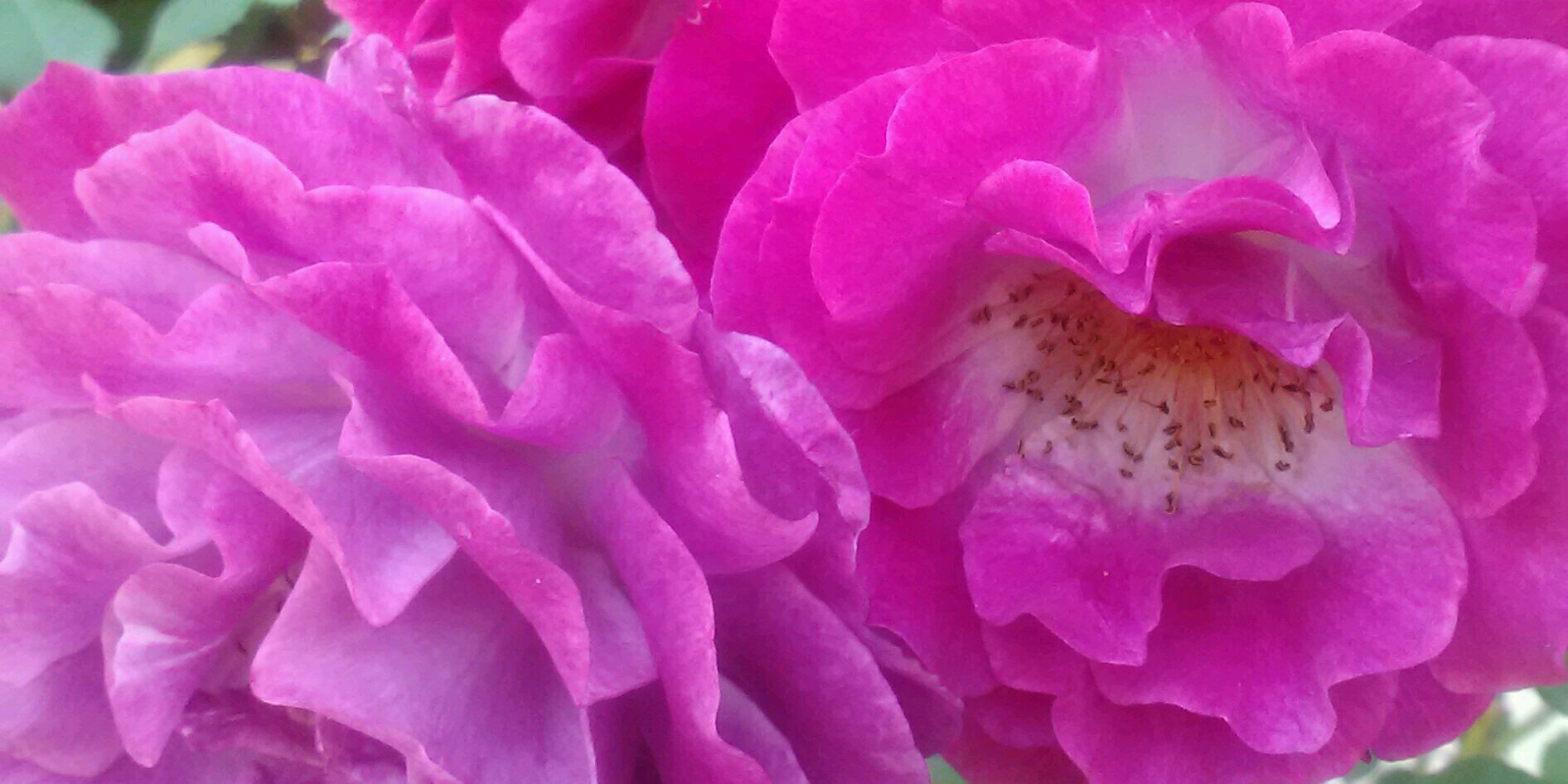 FierceLilMissA's profile banner image