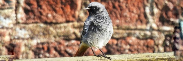 dawn_mission Profile Banner