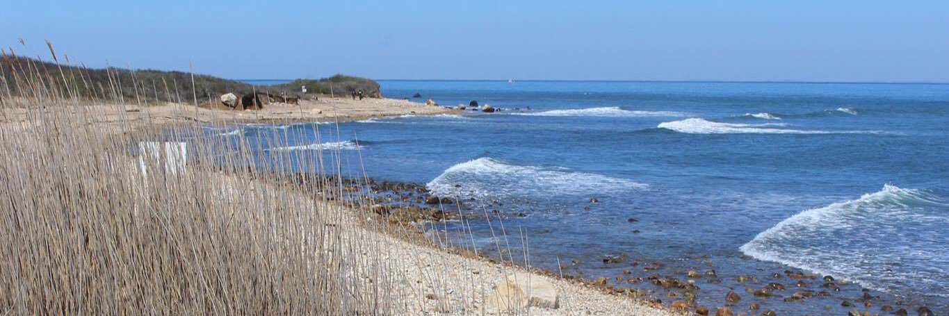 Christine Racioppi banner