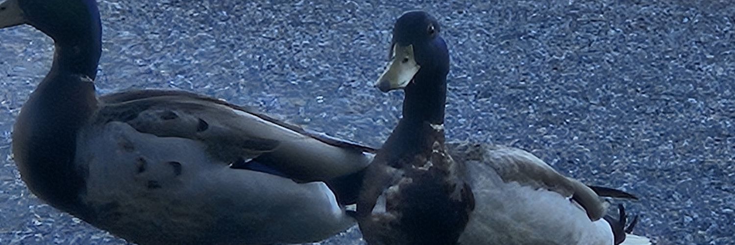 Augustus2's profile banner image