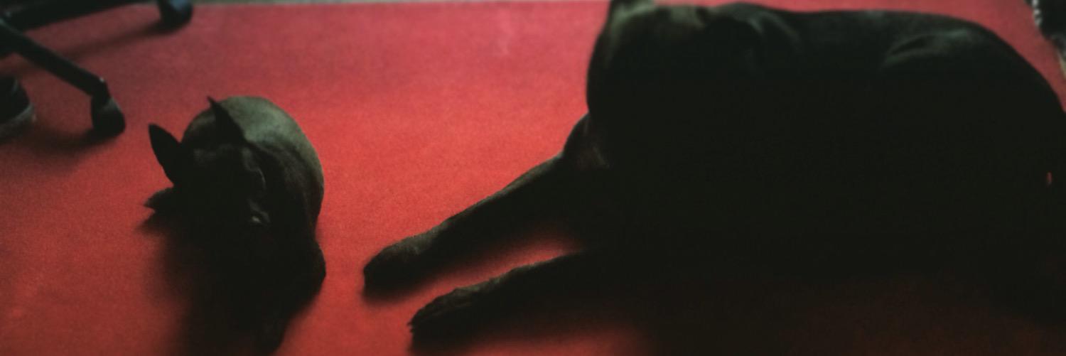 missash215's profile banner image