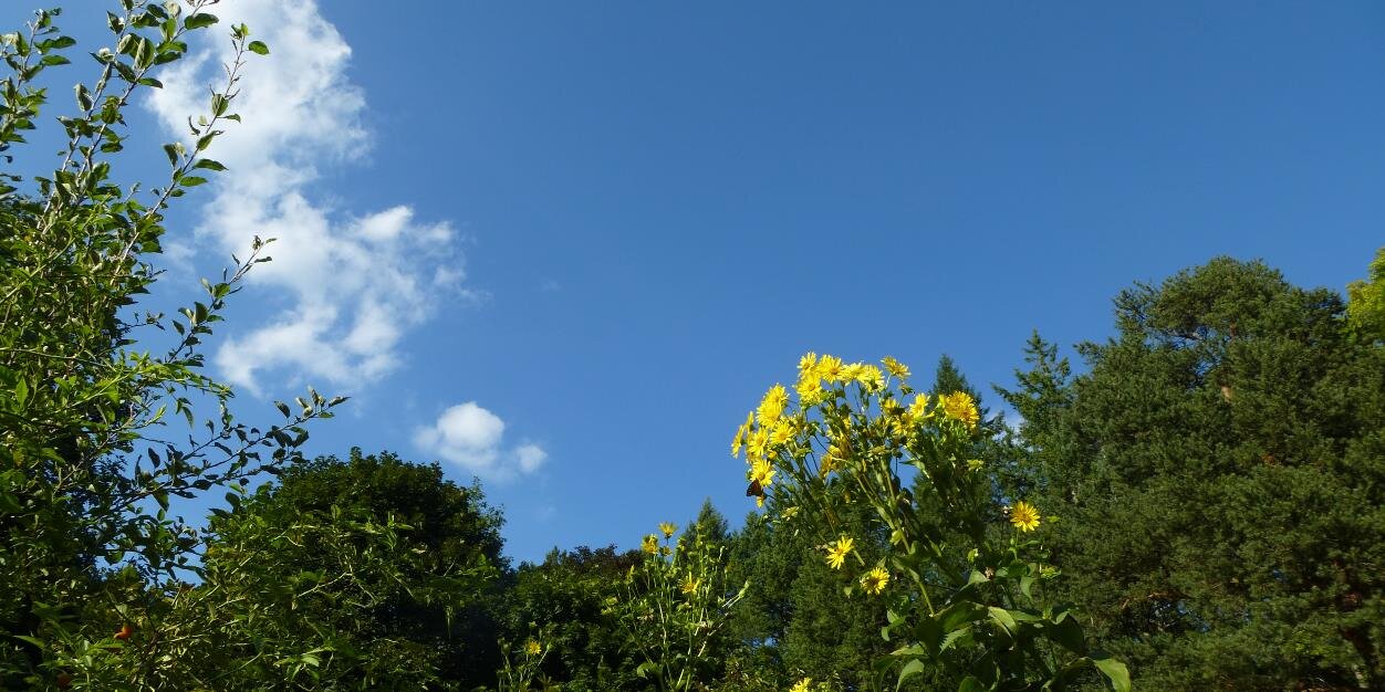 S. Melgar-Foraster banner