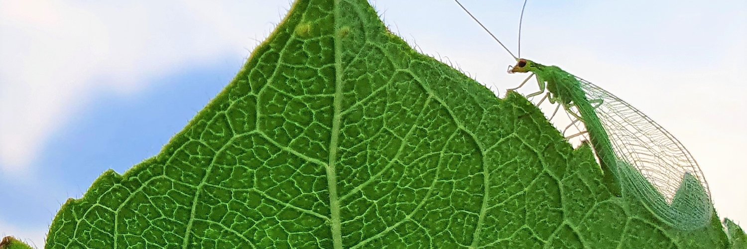 Herold Dongelmans banner