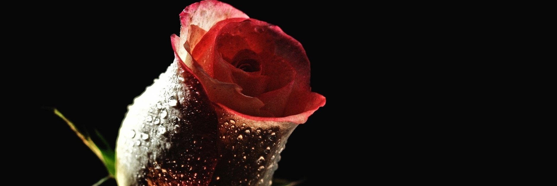 micz0421's profile banner image