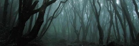 marv_moolah's profile banner image