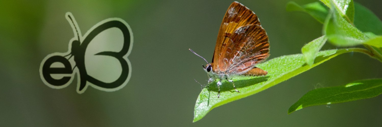 eButterfly_org's profile banner image
